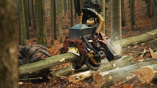 Thumbnail Holz das Energiebündel